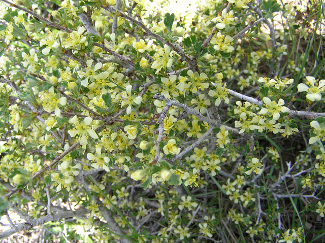 Bitterbrush