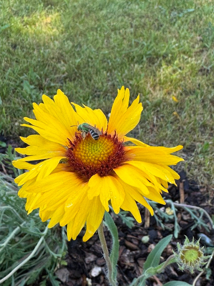 Blanketflower (Seed)
