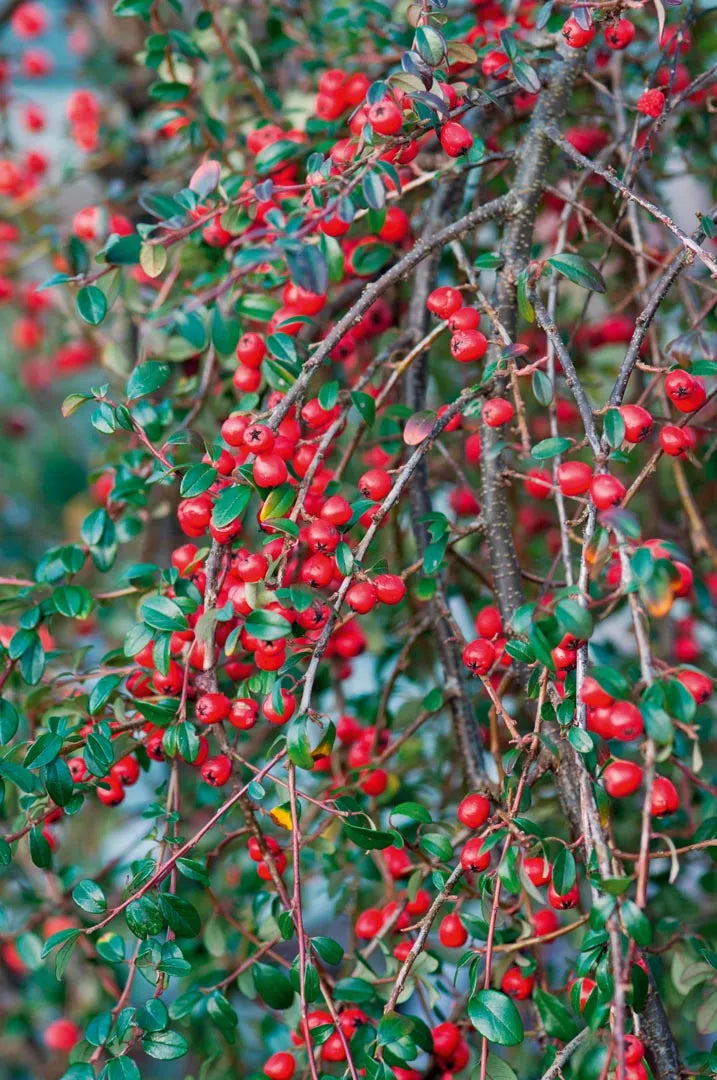 Cotoneaster - Centennial Variety