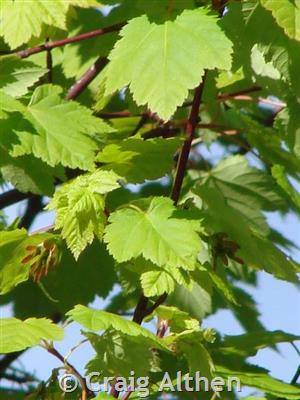 Rocky Mountain Maple