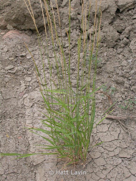 Slender Wheatgrass