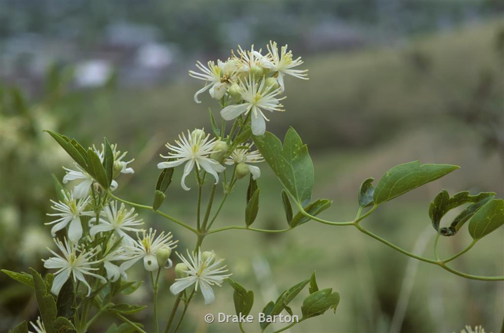 Western White Clematis