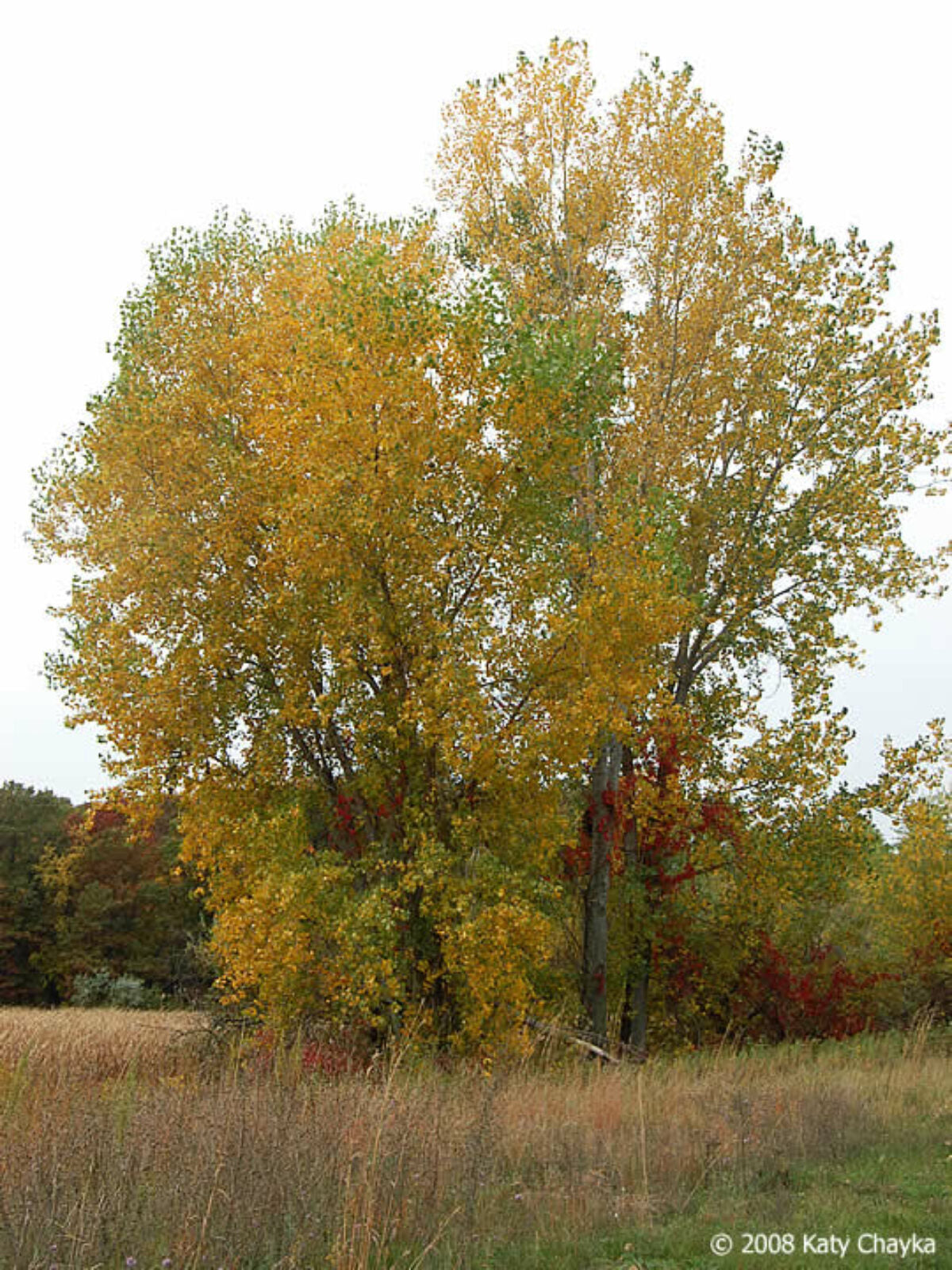 Plains Cottonwood