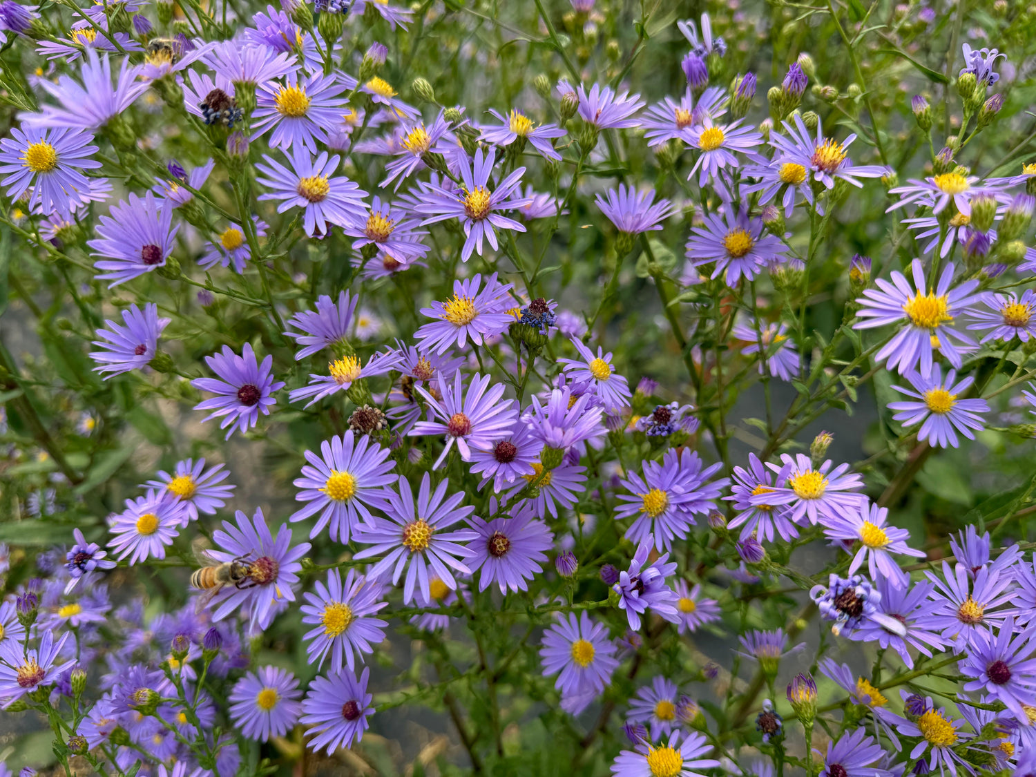 Wildflowers