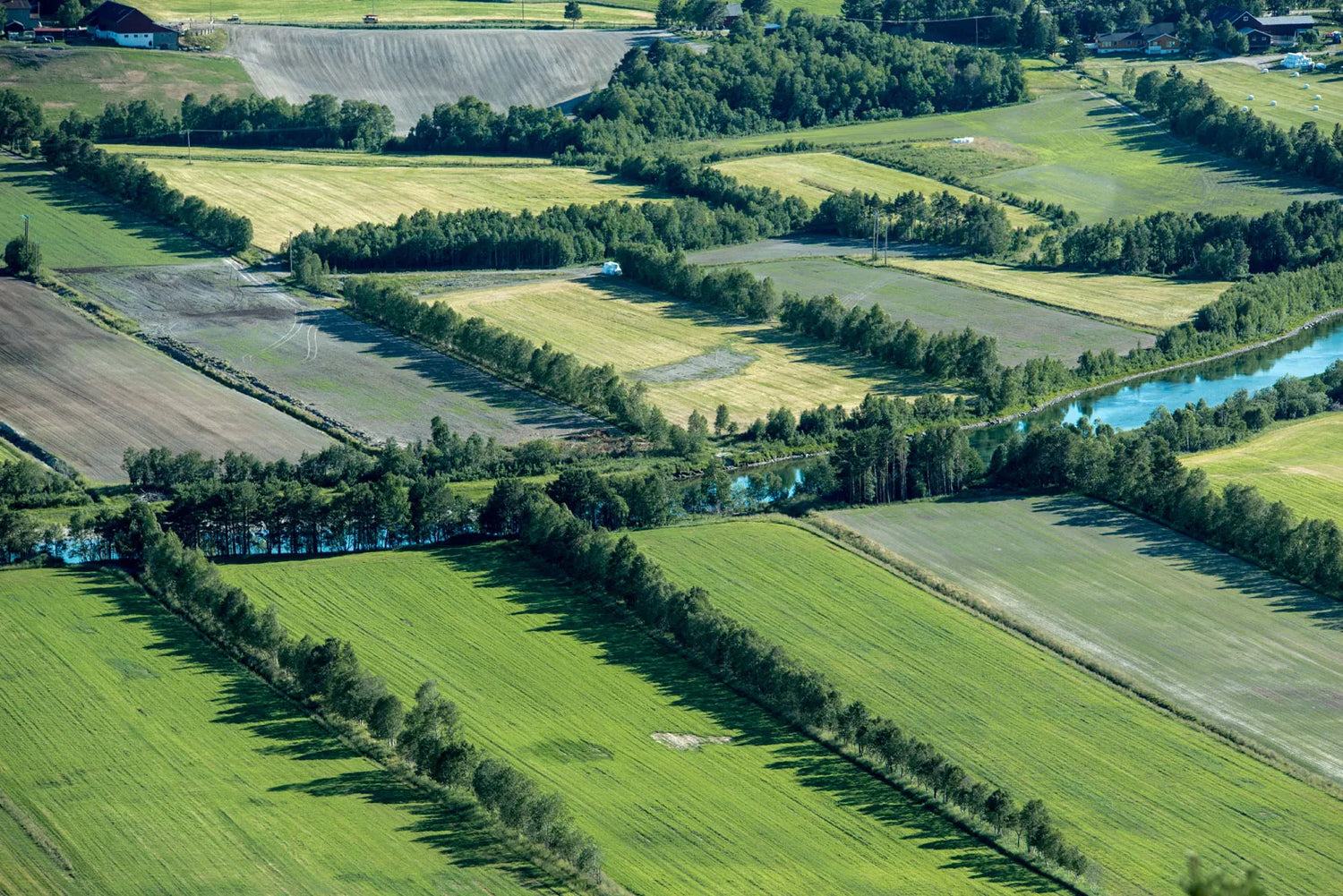 Windbreak / Shelterbelt Species