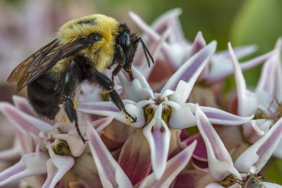 Pollinator Species