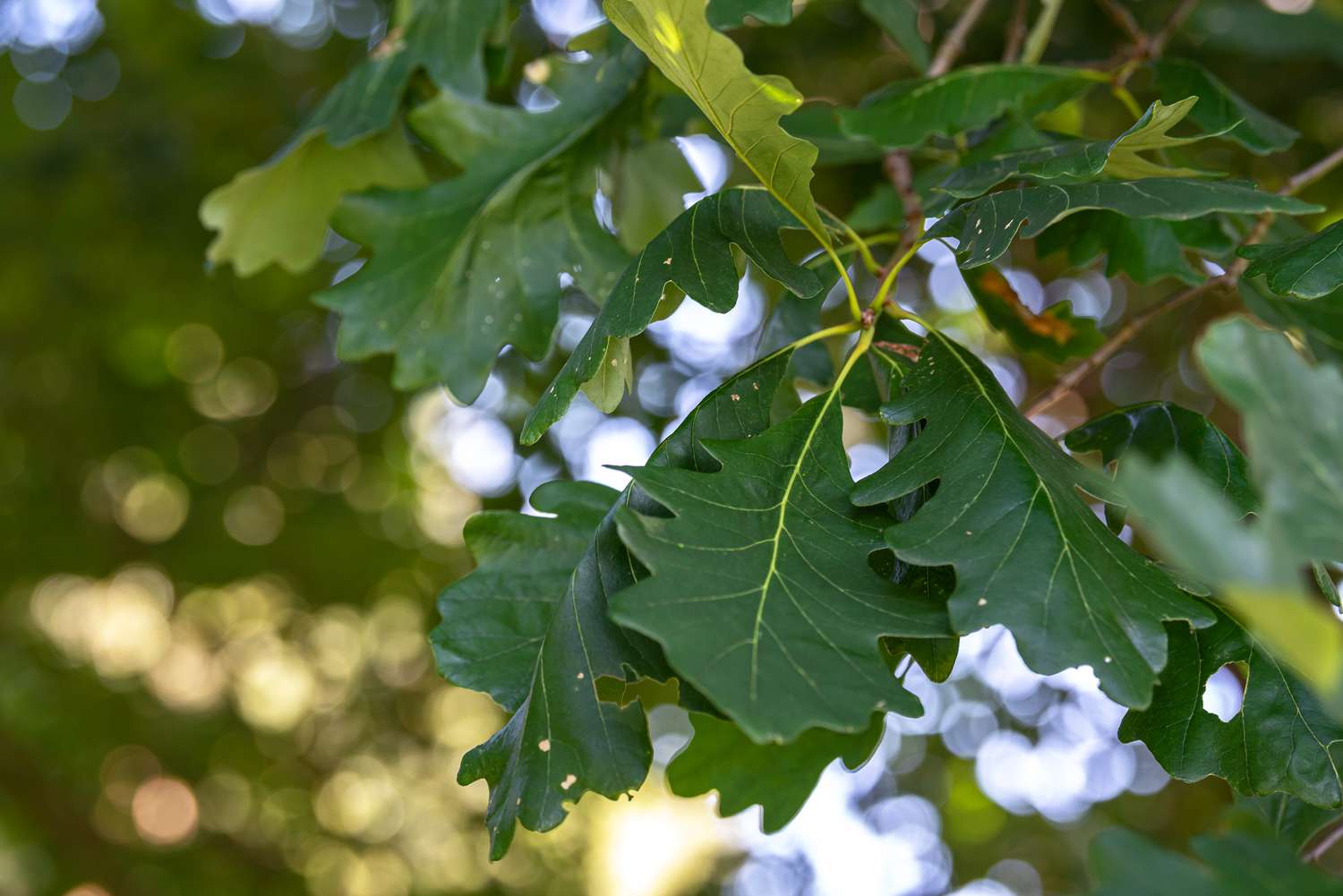 Deciduous Trees