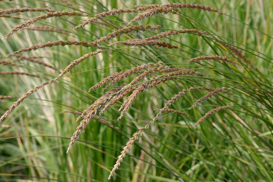 Grasses