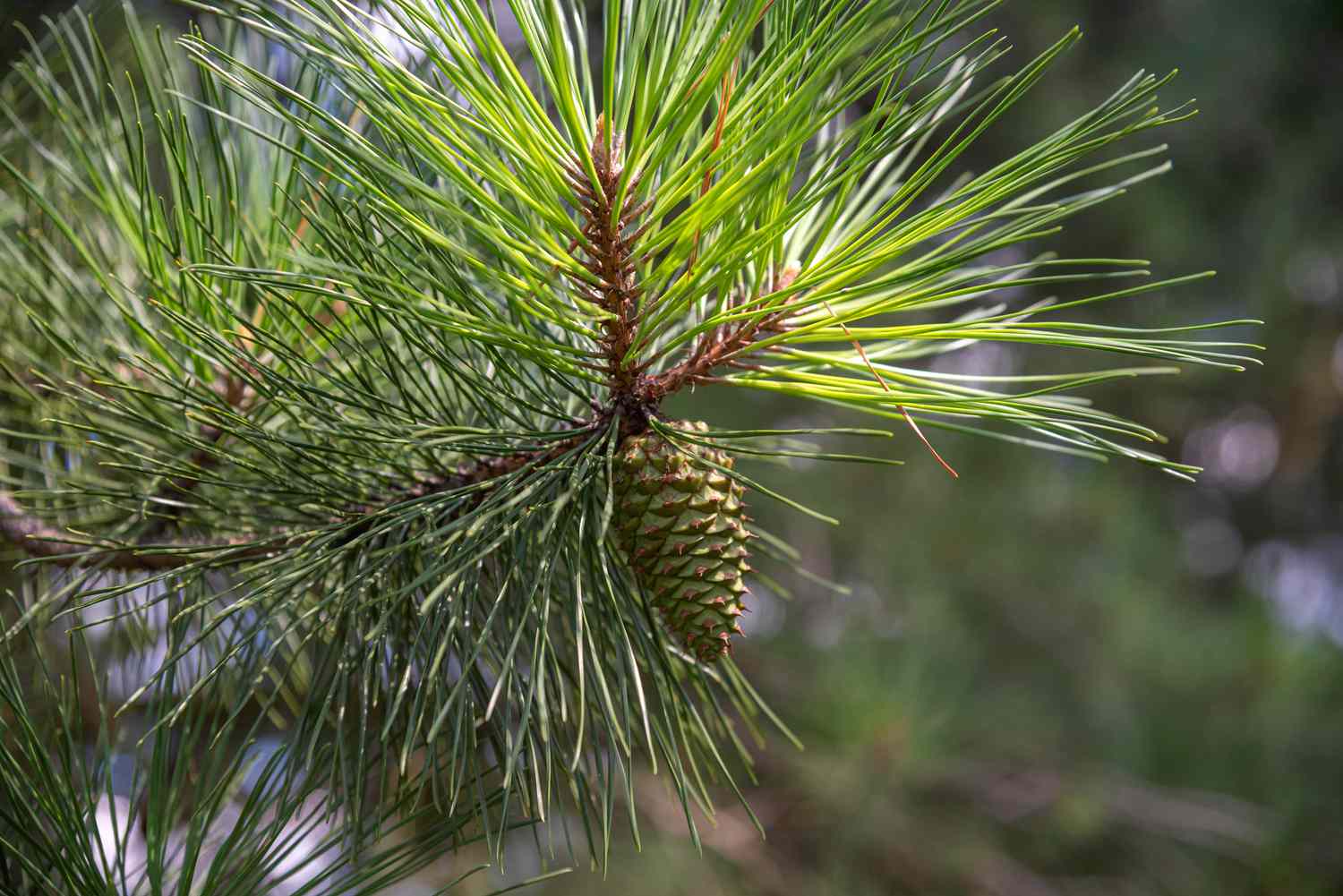 Coniferous Trees