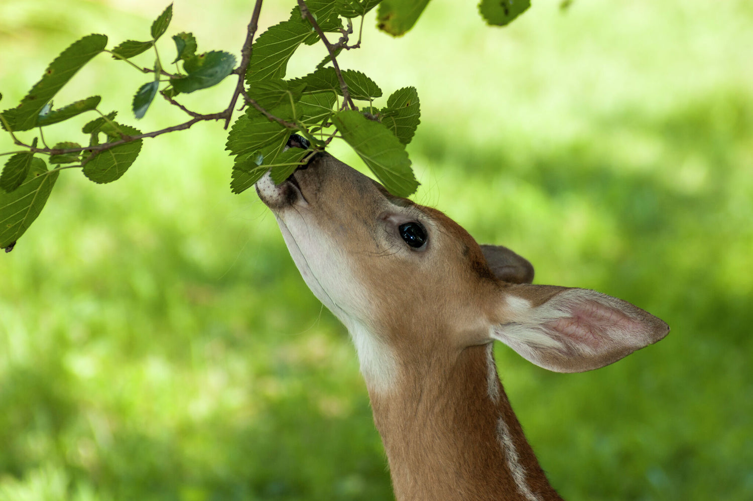 Deer "Resistant" Species