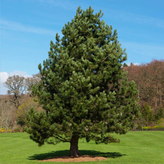 Austrian Pine