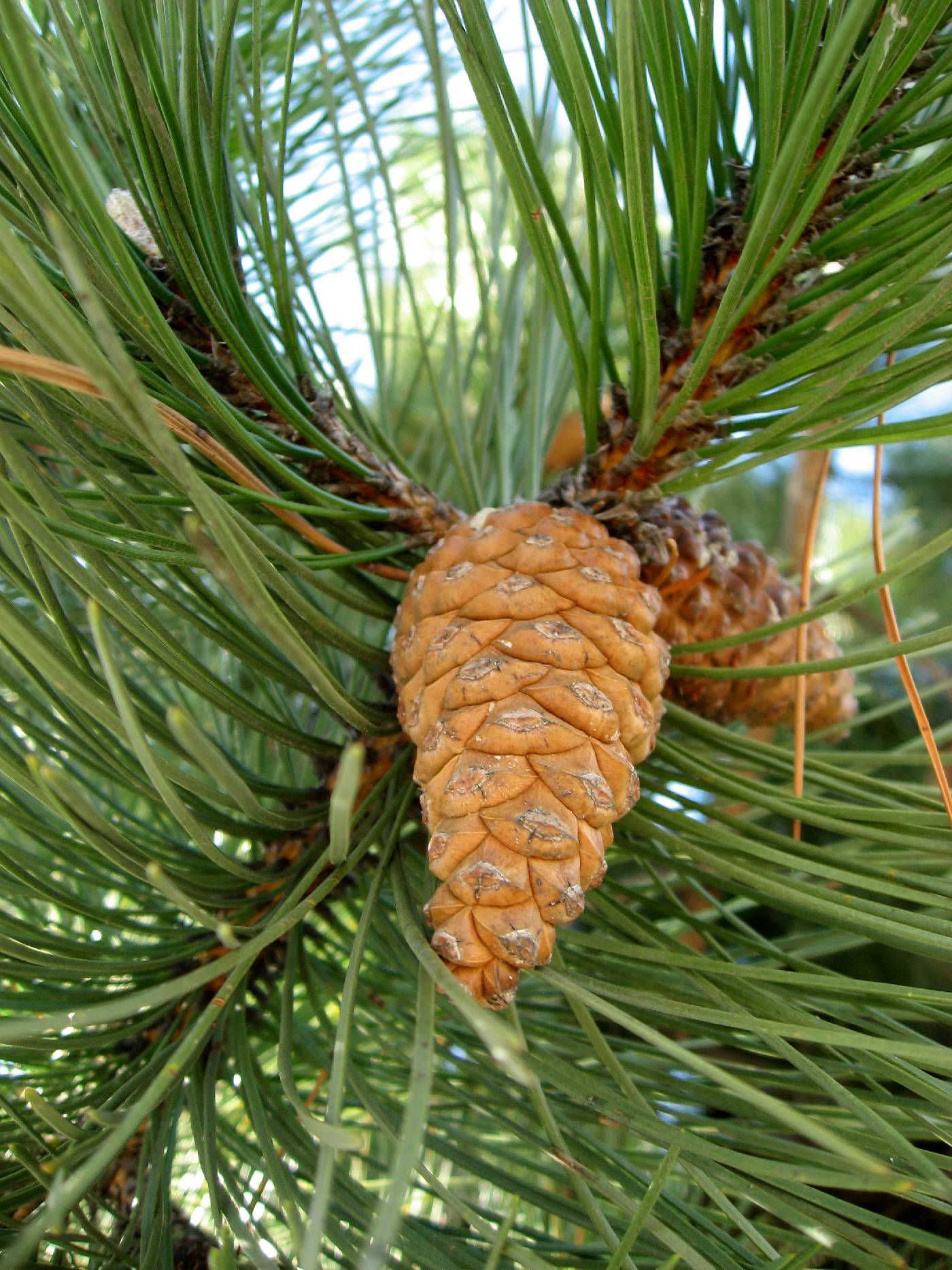 Austrian Pine