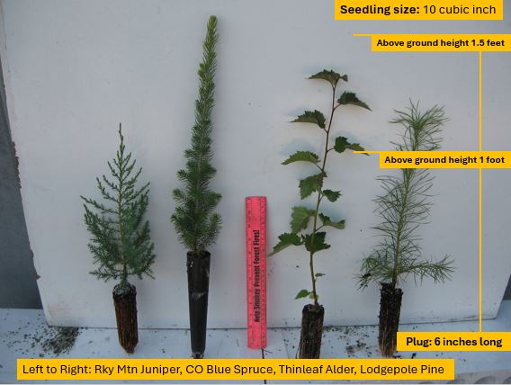 Eastern Red Cedar