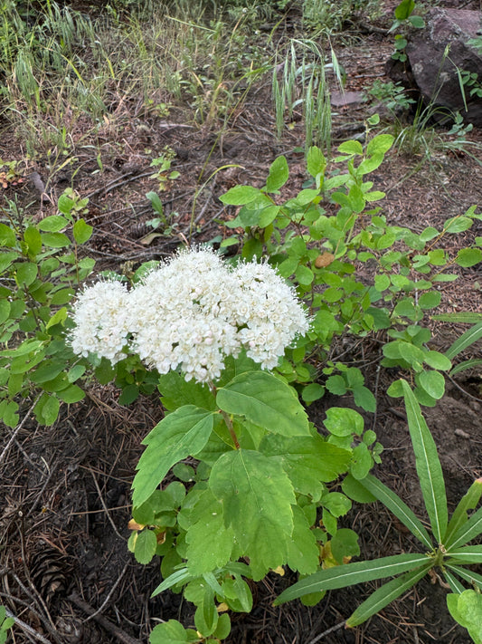 Birchleaf Spiraea