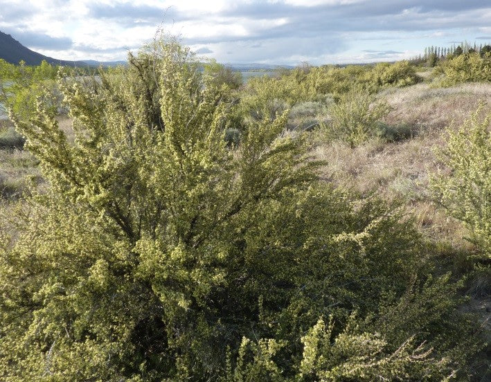 Bitterbrush