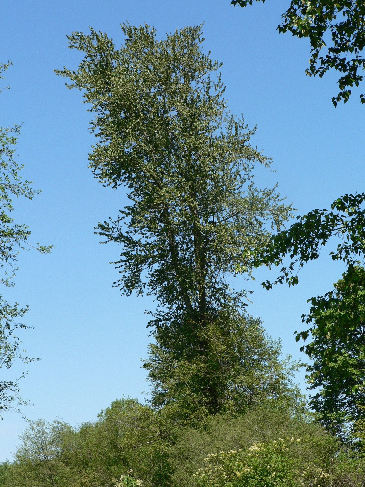 Black Cottonwood