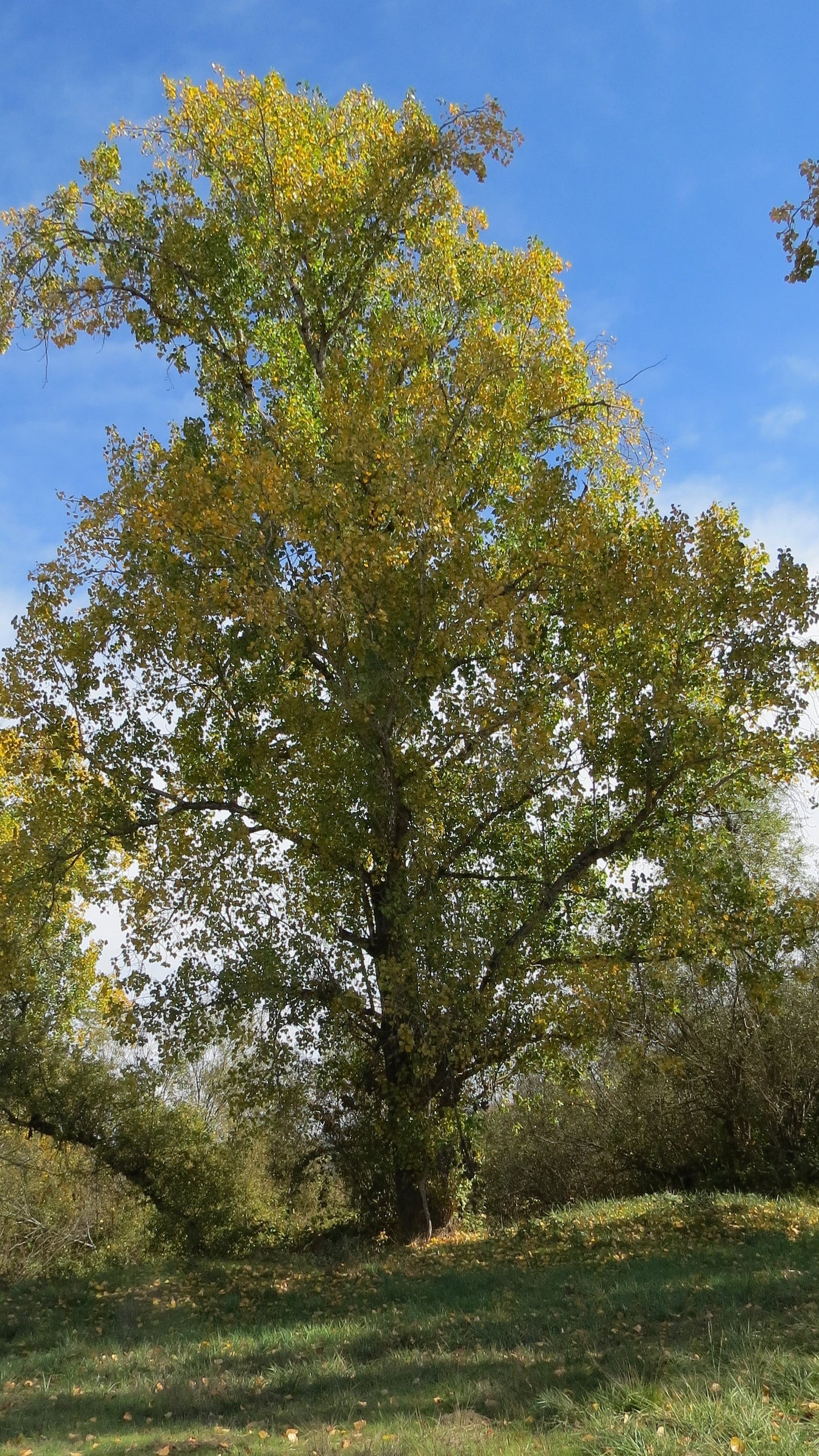 Black Cottonwood