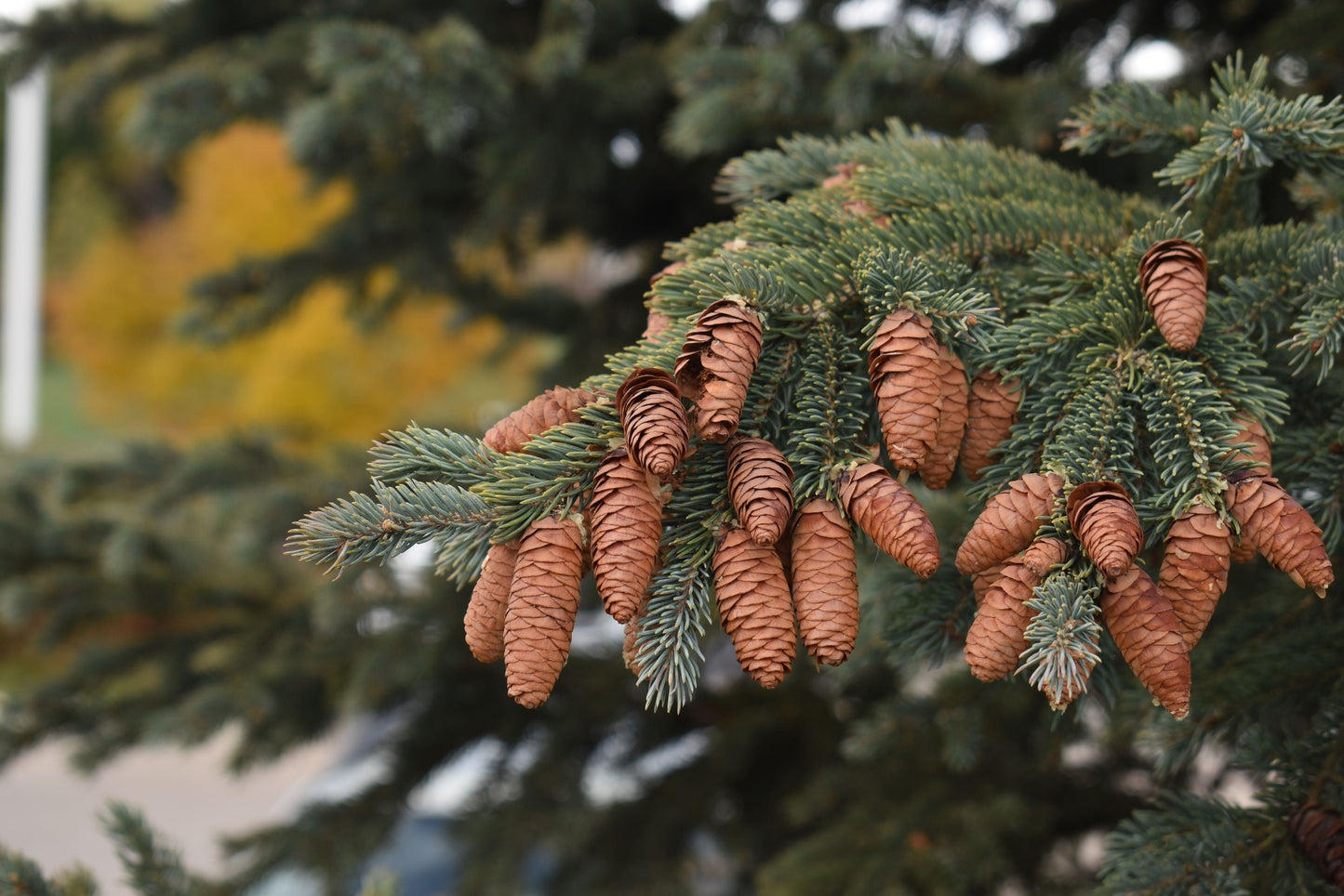 Black Hills Spruce