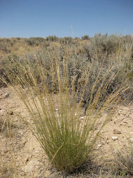 Bluebunch Wheatgrass