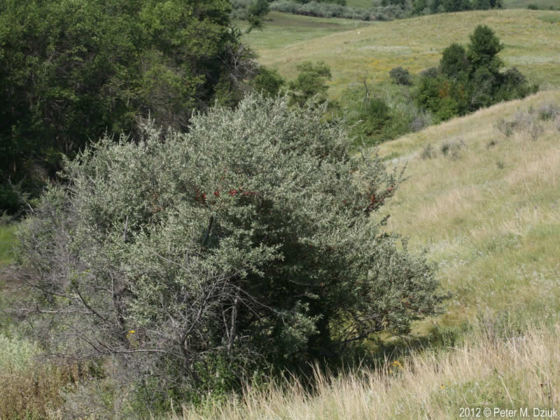 Buffaloberry (Silver)