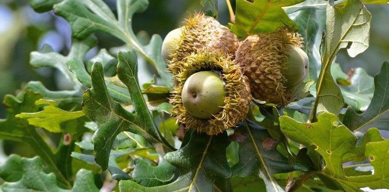 Bur Oak