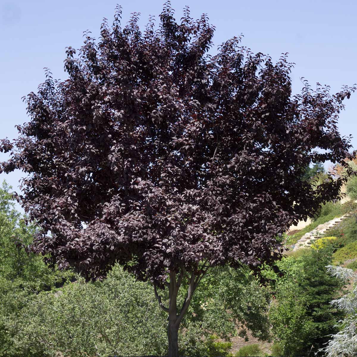 Canada Red Chokecherry