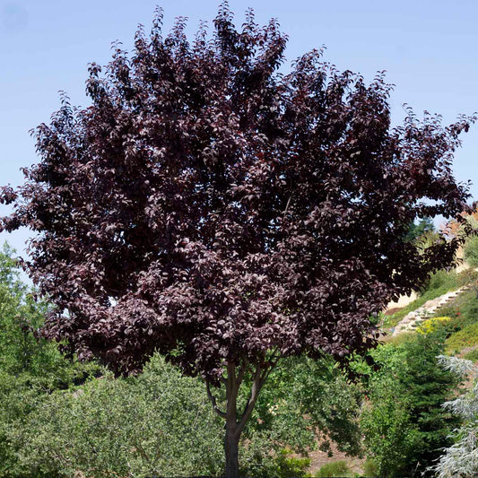 Canada Red Chokecherry