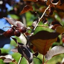 Canada Red Chokecherry