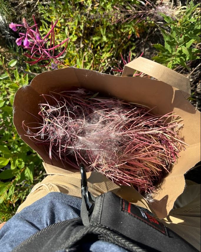 Fireweed (Seed)