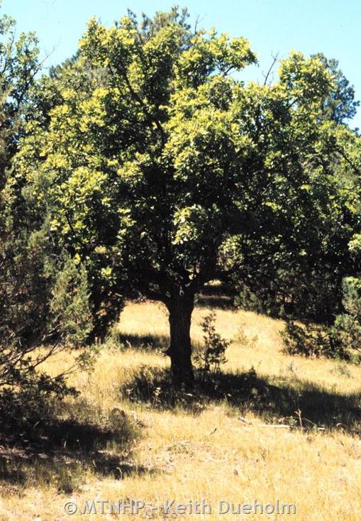 Bur Oak