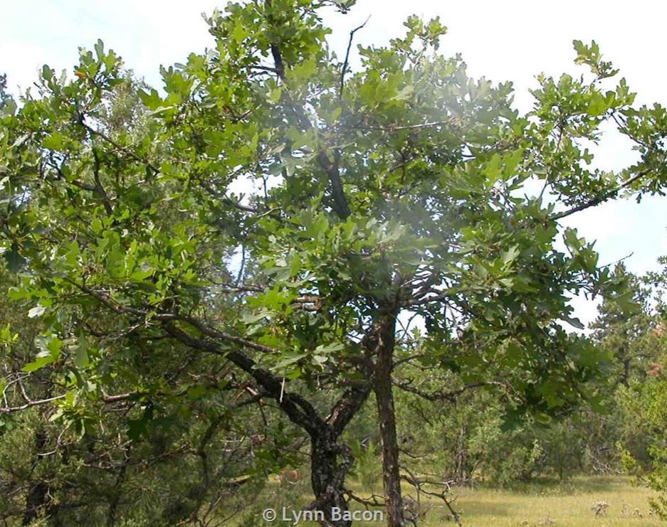 Bur Oak