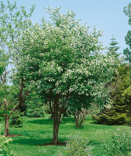 Chokecherry