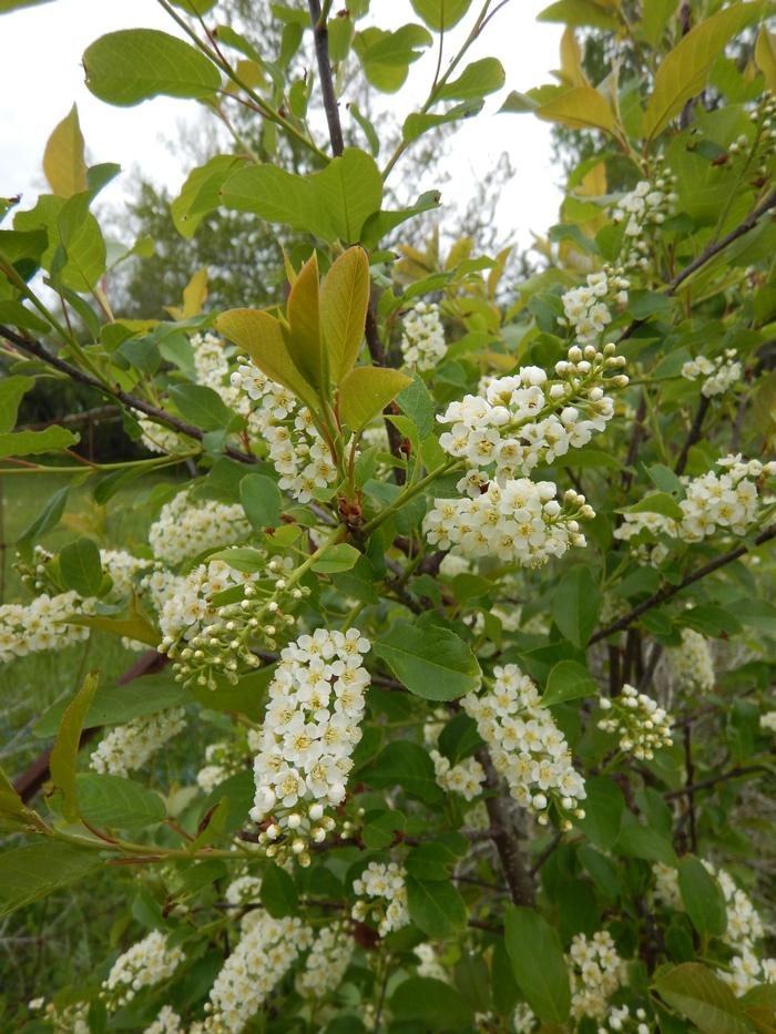 Chokecherry