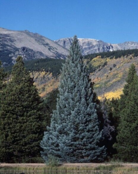 Colorado Blue Spruce