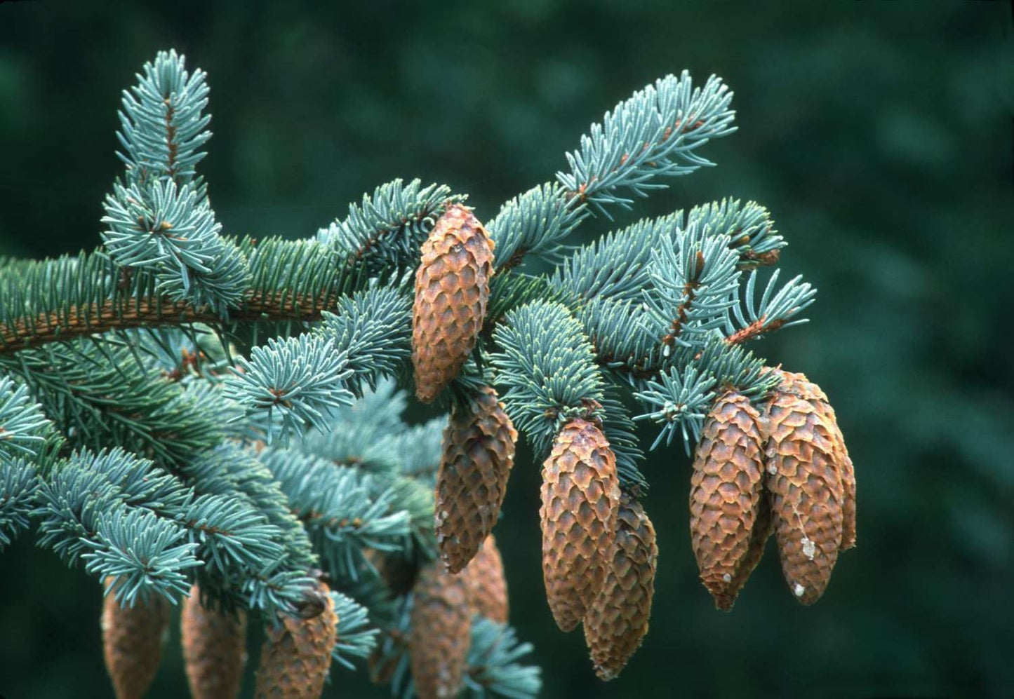 Colorado Blue Spruce