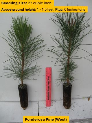 Engelmann Spruce