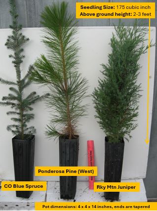 Ponderosa Pine (East)