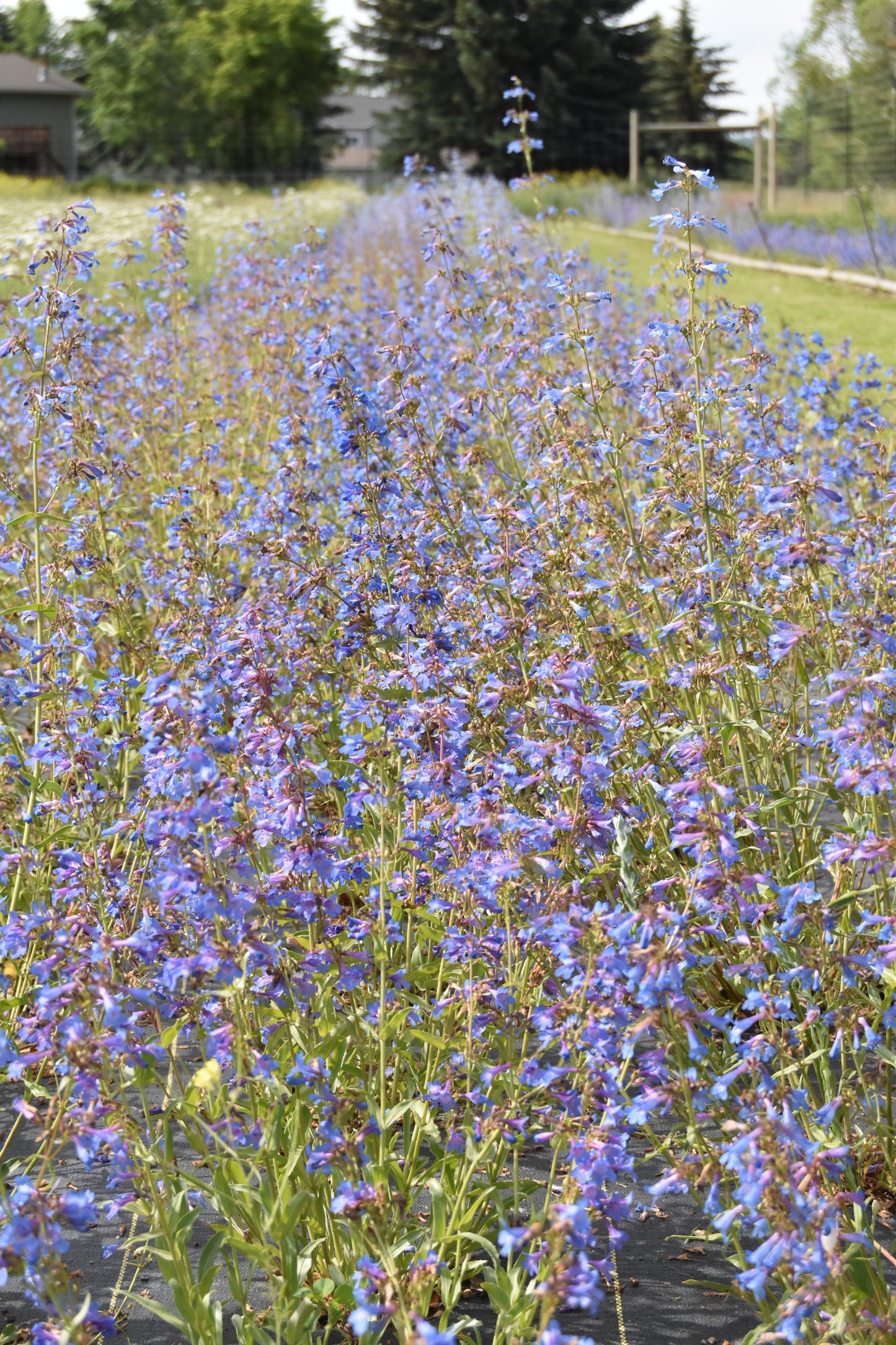 Penstemon Mix (Seed)