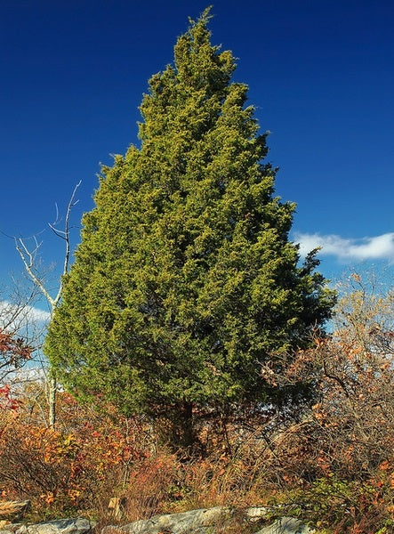 Eastern Red Cedar