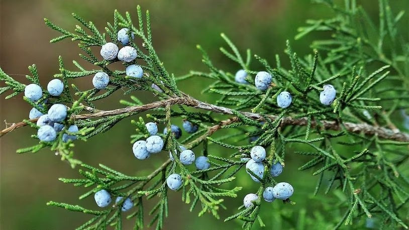 Eastern Red Cedar