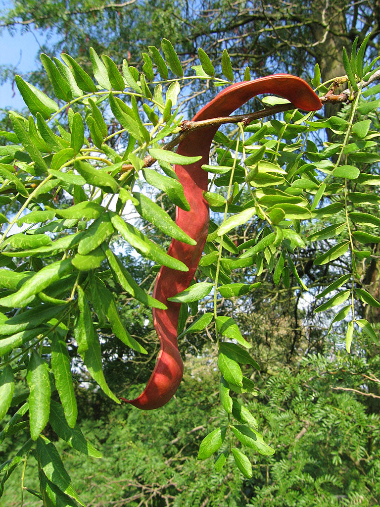 Honey Locust (THORNLESS)