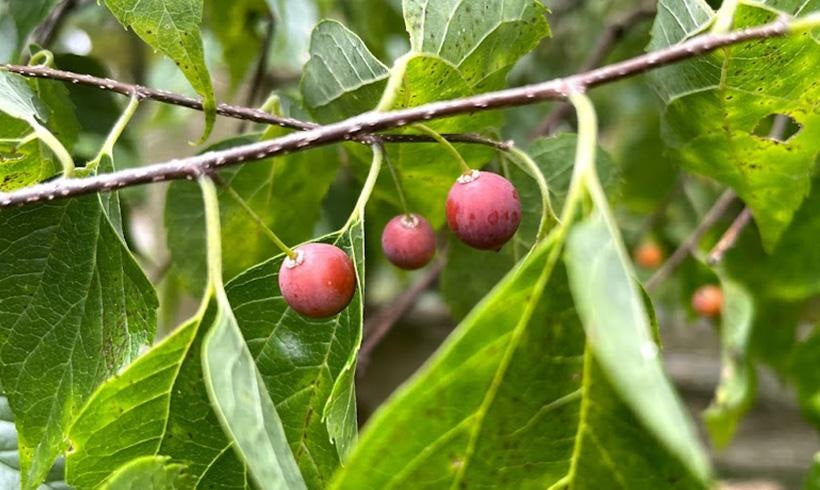 Hackberry