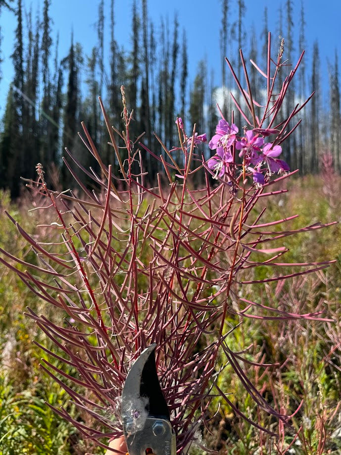 Fireweed (Seed)