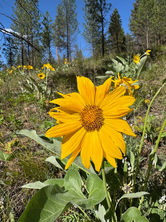 Arrowleaf Balsamroot (Seed)