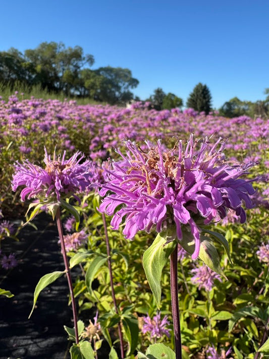 Beebalm (Seed)