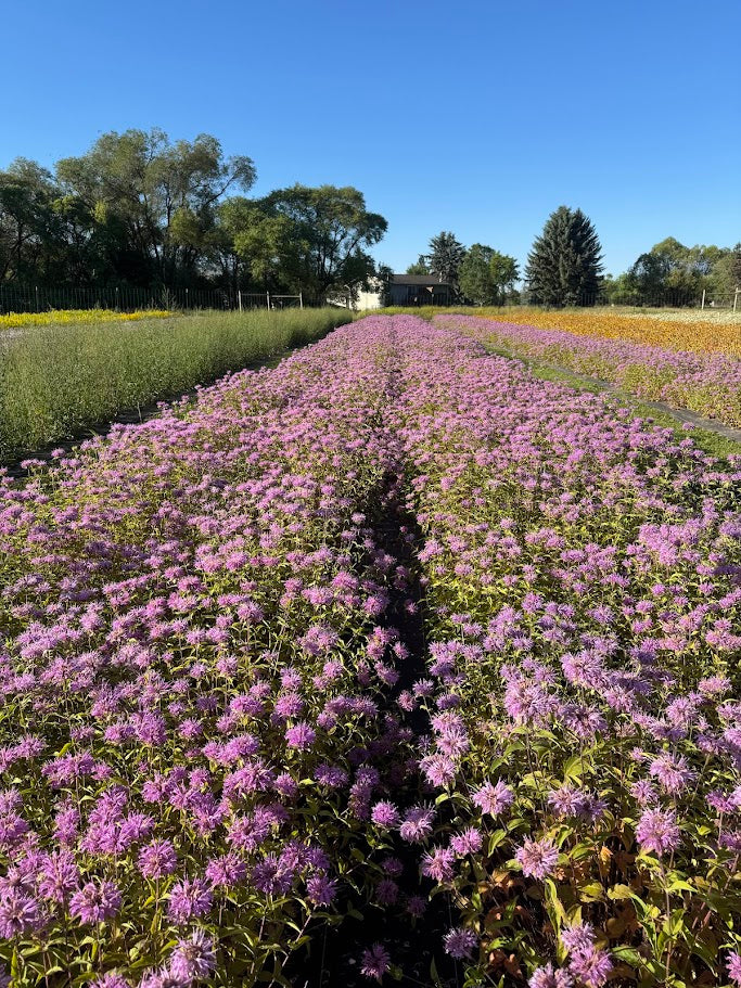 Beebalm (Seed)
