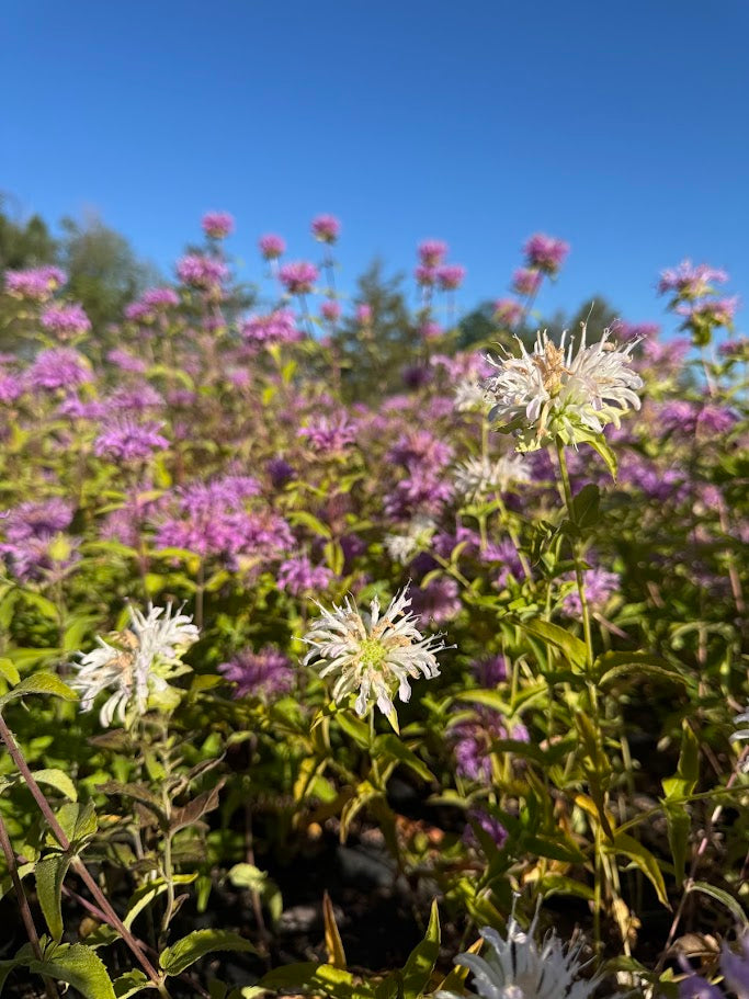 Beebalm (Seed)