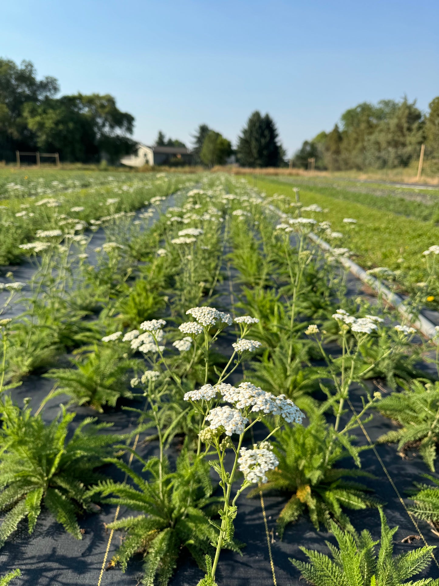 Yarrow (Seed)