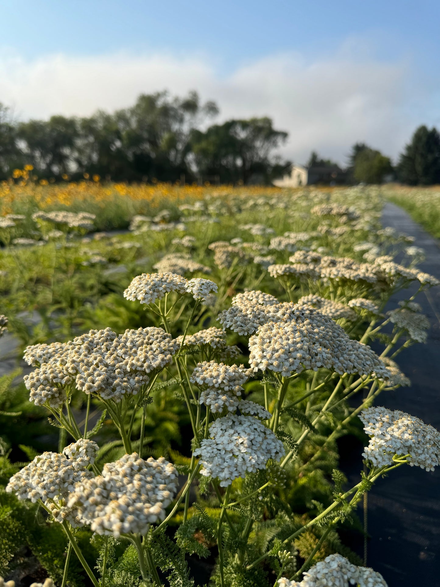 Yarrow (Seed)