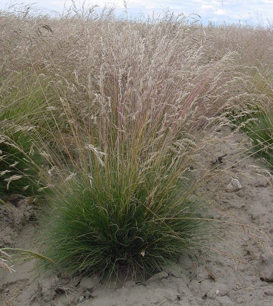 Idaho Fescue